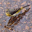 Gray Wagtail